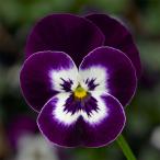 草花の苗ビオラディージェイバイオレ...