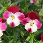 草花の苗見元園芸さんのビオラ春らら...