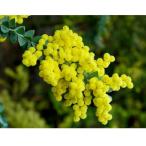 花木 庭木の苗 アカシア 三角葉（サンカクバ）アカシア6号鉢植え