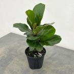 観葉植物カシワバゴムバンビーノ3....