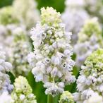  луковица гадючий лук nature z красота 2.5 номер pot 