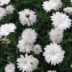草花の苗 マーガレット モリンバ ミニダブルホワイト3