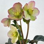 クリスマスローズ *HGC Ice N’roses 氷の薔薇 ロザリー3.5号ポット