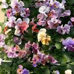 草花の苗 ビオラ 宮崎ビオラ（吉村農園さん）26-03反