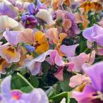 草花の苗 ビオラ 宮崎ビオラ（吉村農園さん）26-04反