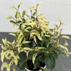 観葉植物フィカスベンジャミンソルト...
