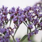 草花の苗 スターチス（リモニューム） インディー3号ポット