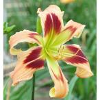 草花の苗 ヘメロカリス ワイルドアンドワンダフル5号