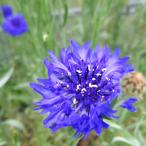 ショッピングハーブ ハーブの苗 コーンフラワーワイルド3号ポット 6株セット