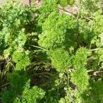 ハーブの苗モスカールドパセリ3号ポ...