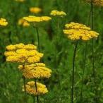  трава. рассада ya low ( запад пила saw ) желтый Cross ob Gold 3 номер pot 6 АО комплект 