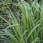 ハーブの苗レモングラス3-3.5号...