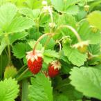 ハーブの苗ワイルドストロベリーミグ...