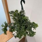 観葉植物 フレポディウム ファラックス 5号吊り鉢