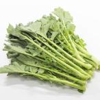 野菜の苗 のらぼう菜3.5号ポット苗