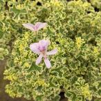  трава. рассада . ввод трава pe Largo nium лимон French 3 номер pot 