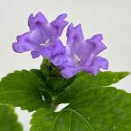 山野草の苗 サマーセール スズムシバナ（鈴虫花）3号ポット