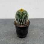 観葉植物サボテンワラシー3号鉢植え