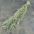 観葉植物チランジアウスネオイデス長...