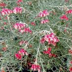 ショッピングラベンダー 花木 庭木の苗 グレビレア ラベンダー グレビレア 4号ポット