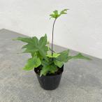 観葉植物 ドリオプテリス ペダータ 3号ポット