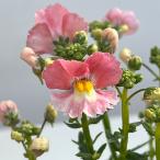 草花の苗ネメシアピーチドロップ11...