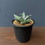 観葉植物 アガベ ビクトリアレギネ（笹の雪） バスタマンテ 3号