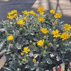 草花の苗 ユリオプスデージー 銀葉3.5号ポット