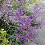  трава. рассада шалфей лиловый meki олень n втулка 3 номер pot 6 АО комплект 