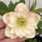 クリスマスローズ セレクトダブル26-88 1.5Lポット 現品販売