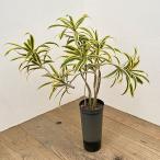 観葉植物ドラセナソングオブインディ...
