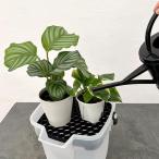  ведро * темно-красный .i10L( прозрачный ).do Ray человек g tray 23 type ( черный ). комплект 