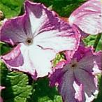  луговые и горные травы. рассада Япония Sakura saw ( Sakura .) Tang ..( из крепдешин )3 номер pot 