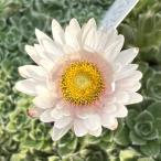 草花の苗ヘリクリサムミルフォルディ...
