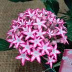 草花の苗 ペンタス ポップスター スカーレットマティ