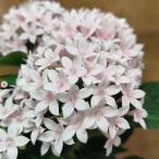 草花の苗 ペンタス ドリームスター スウィートヴェー