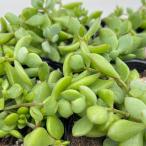 観葉植物コチレドンペンデンス3号ポット