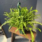 観葉植物 ネフロレピス ダッフィー 5号吊り鉢植え