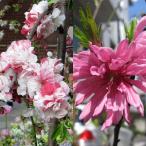 花木庭木の苗ペアフラワーハナモモ7...