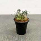 観葉植物 オーニソガラム トルツオスム 2.5号鉢植え*