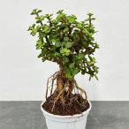 観葉植物ポーチュラカリアアフラ根上...