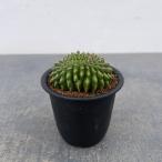 観葉植物 サボテン ギムノカリキウ�