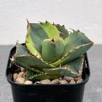 観葉植物 アガベ ジャガーノート錦 2.