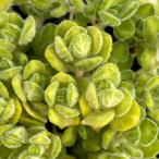 草花の苗 アロマティカス ライムシ�
