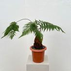 観葉植物 タカワラビ キンモウコウ セレクト 6号鉢植え