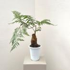 観葉植物 タカワラビ キンモウコウ セレクト 5号鉢植え