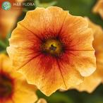草花の苗 ペトコア（ペチュニアとカリブラコアの交配