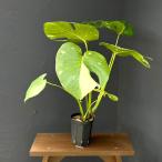 観葉植物モンステラタイコンステレー...