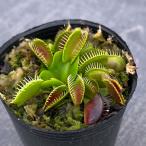 観葉植物ハエトリソウG142号ポット