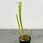 観葉植物サラセニアレウコフィラ2号ポット